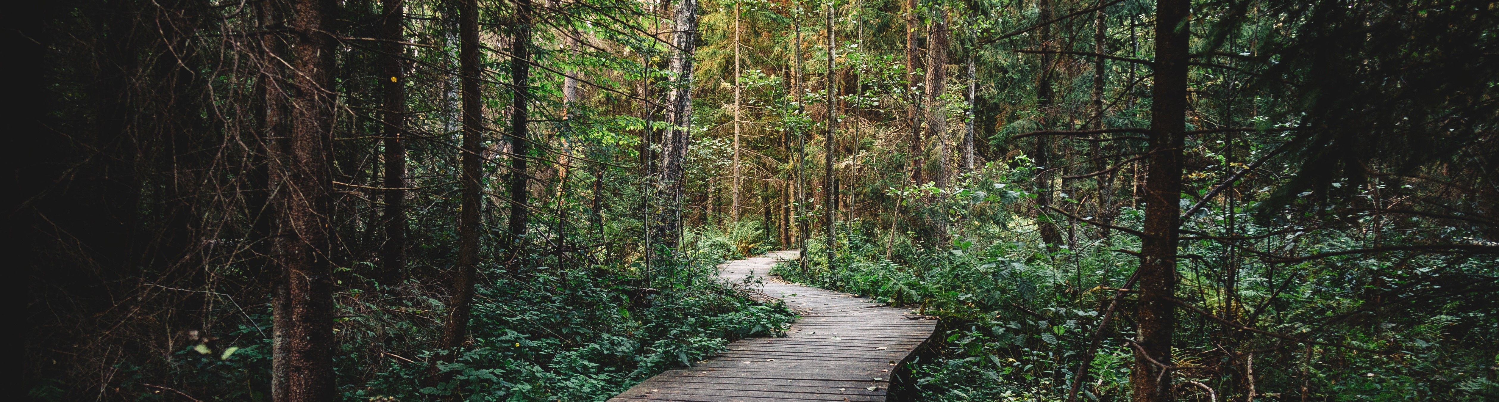 Winding path in the forest