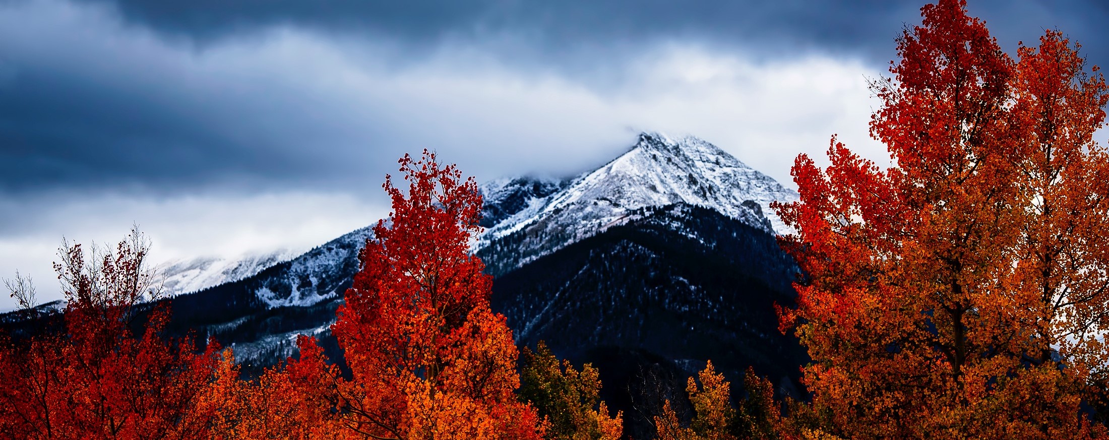 Red trees in front of a mountain